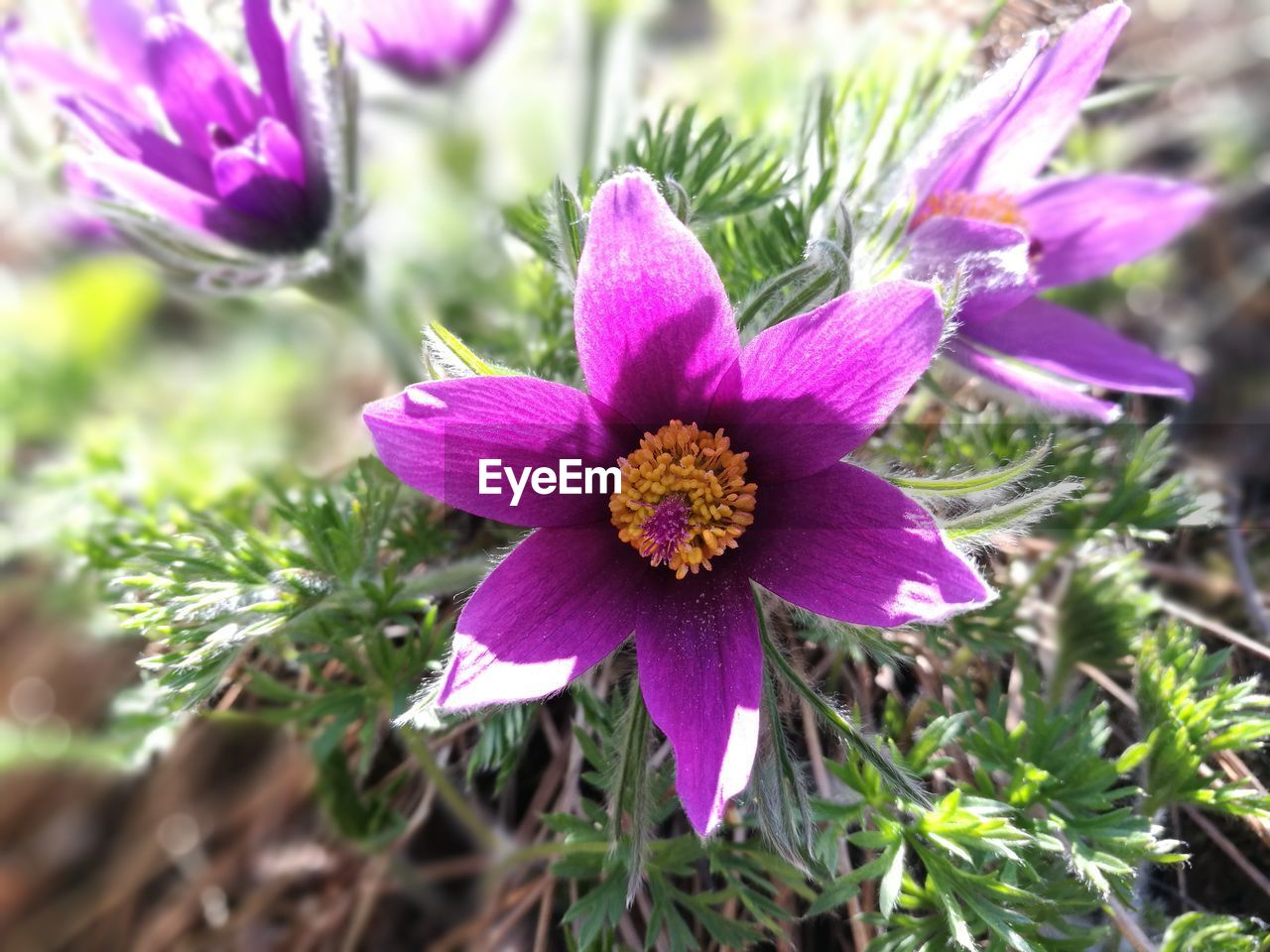 CLOSE-UP OF PURPLE FLOWERS