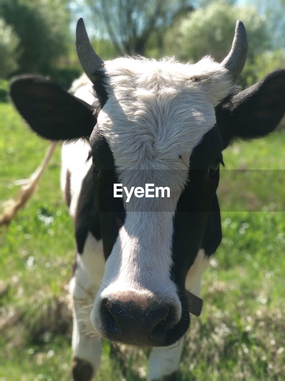 PORTRAIT OF COW