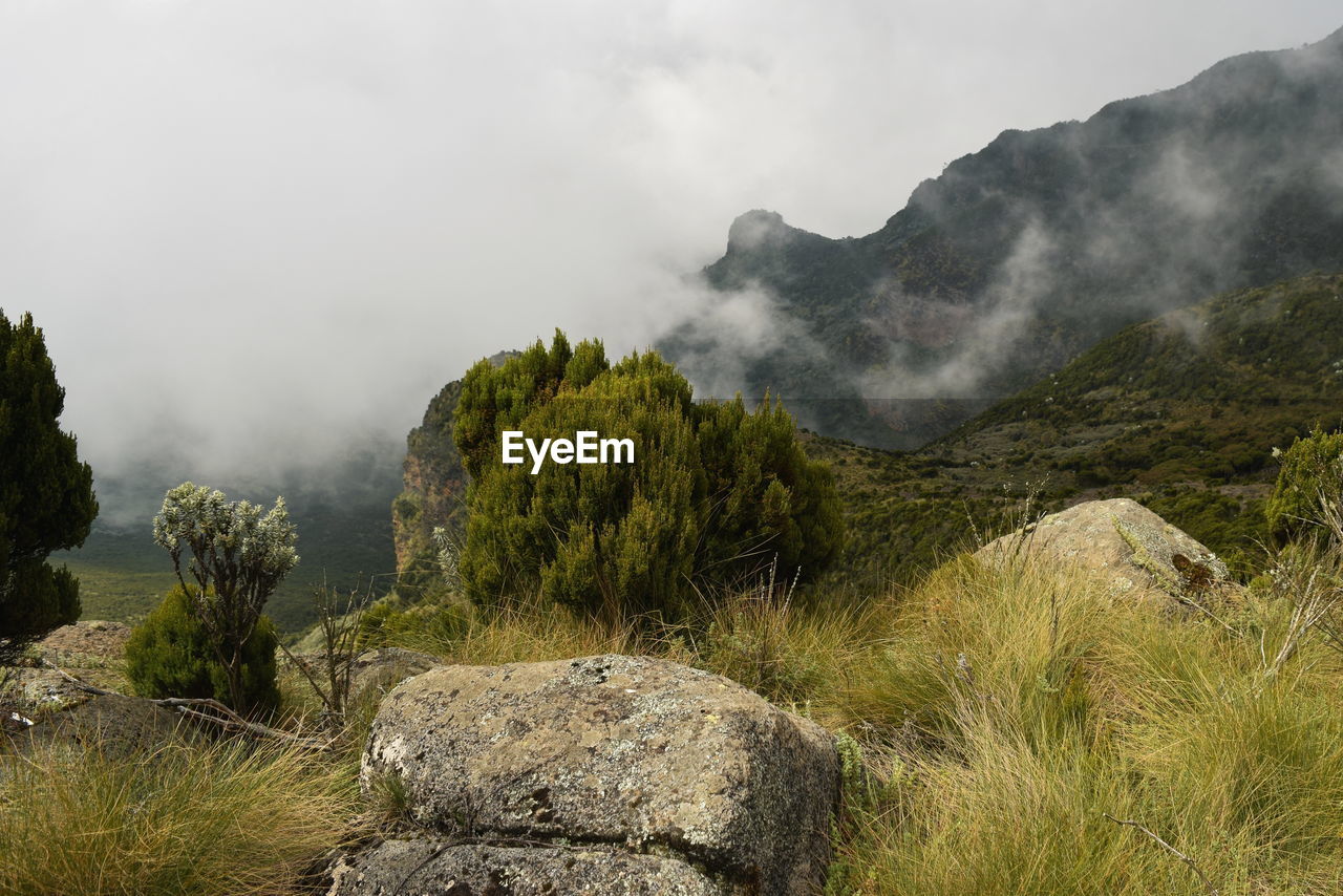 The foggy landscapes in the aberdare ranges on the flanks of mount kenya