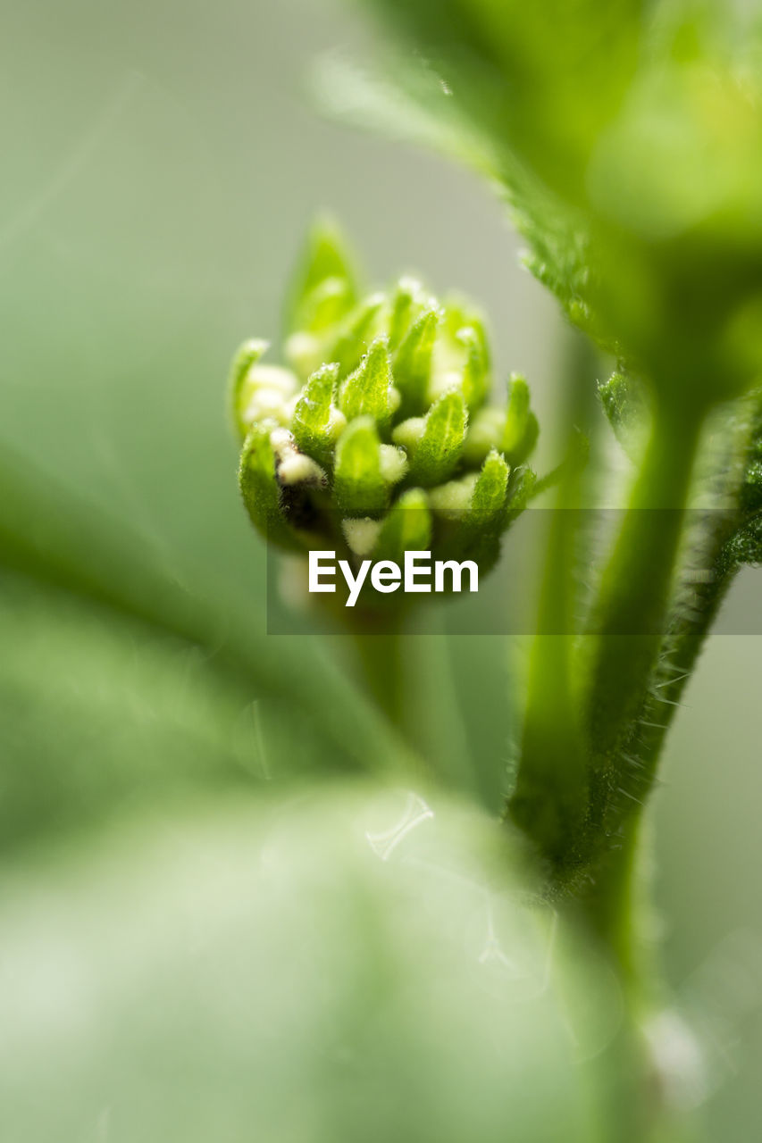 Close-up of flower buds