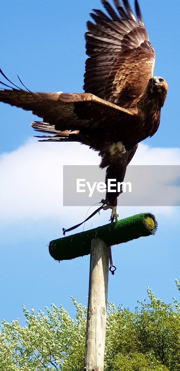 BIRD PERCHING ON WOODEN POST AGAINST SKY