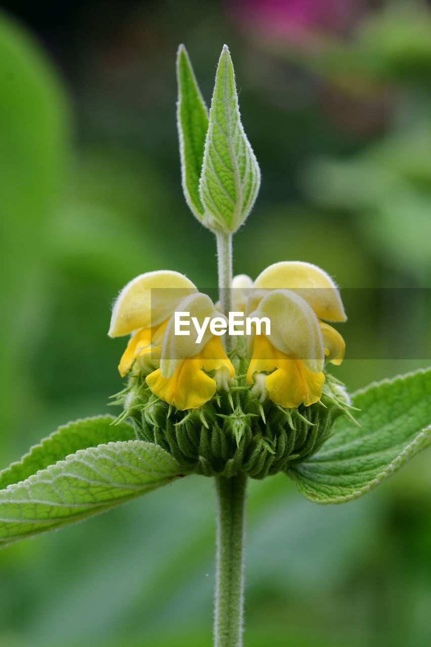 Close up of a turkish sage plant in bloom