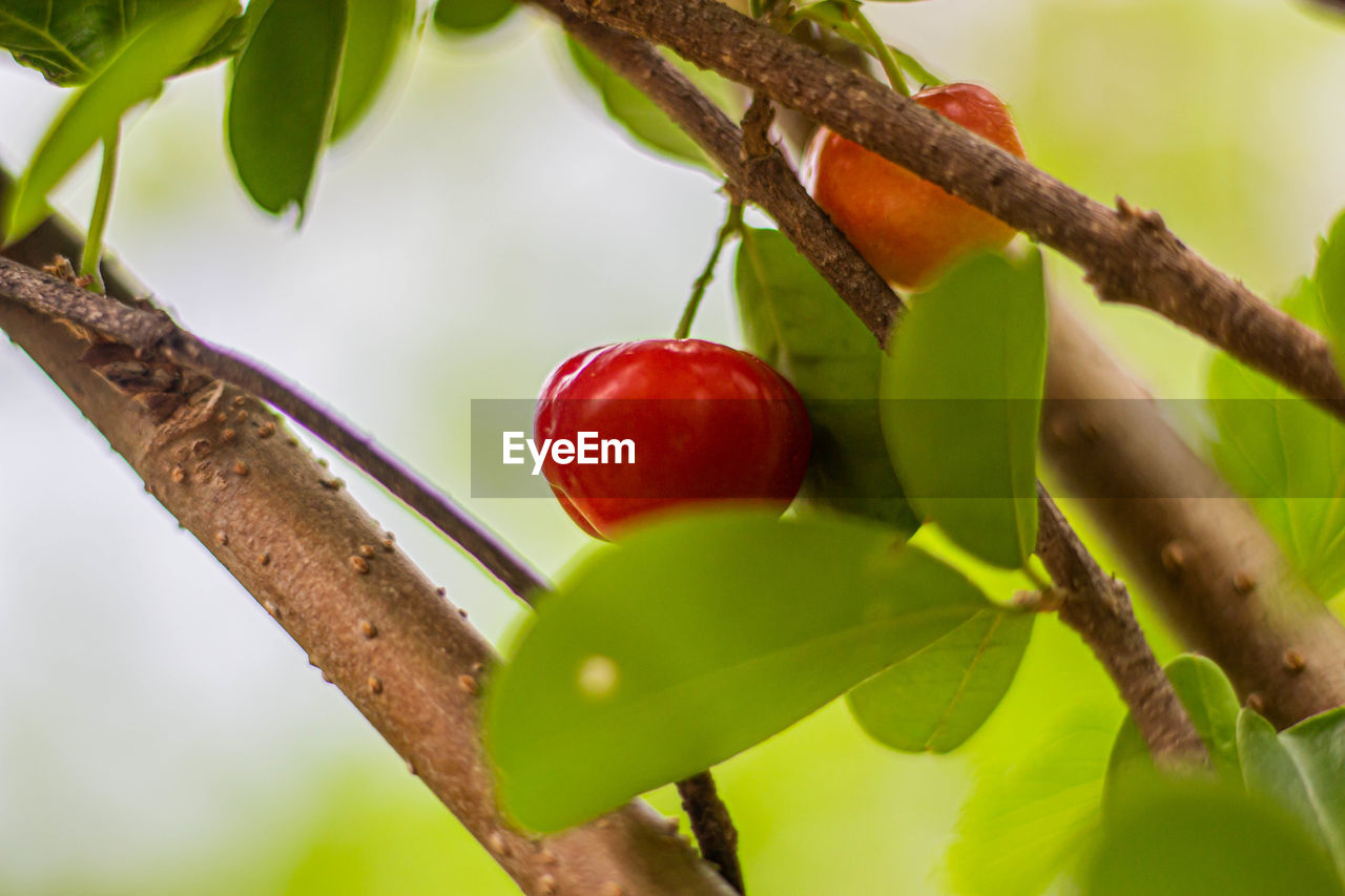 CLOSE-UP OF CHERRIES ON TREE