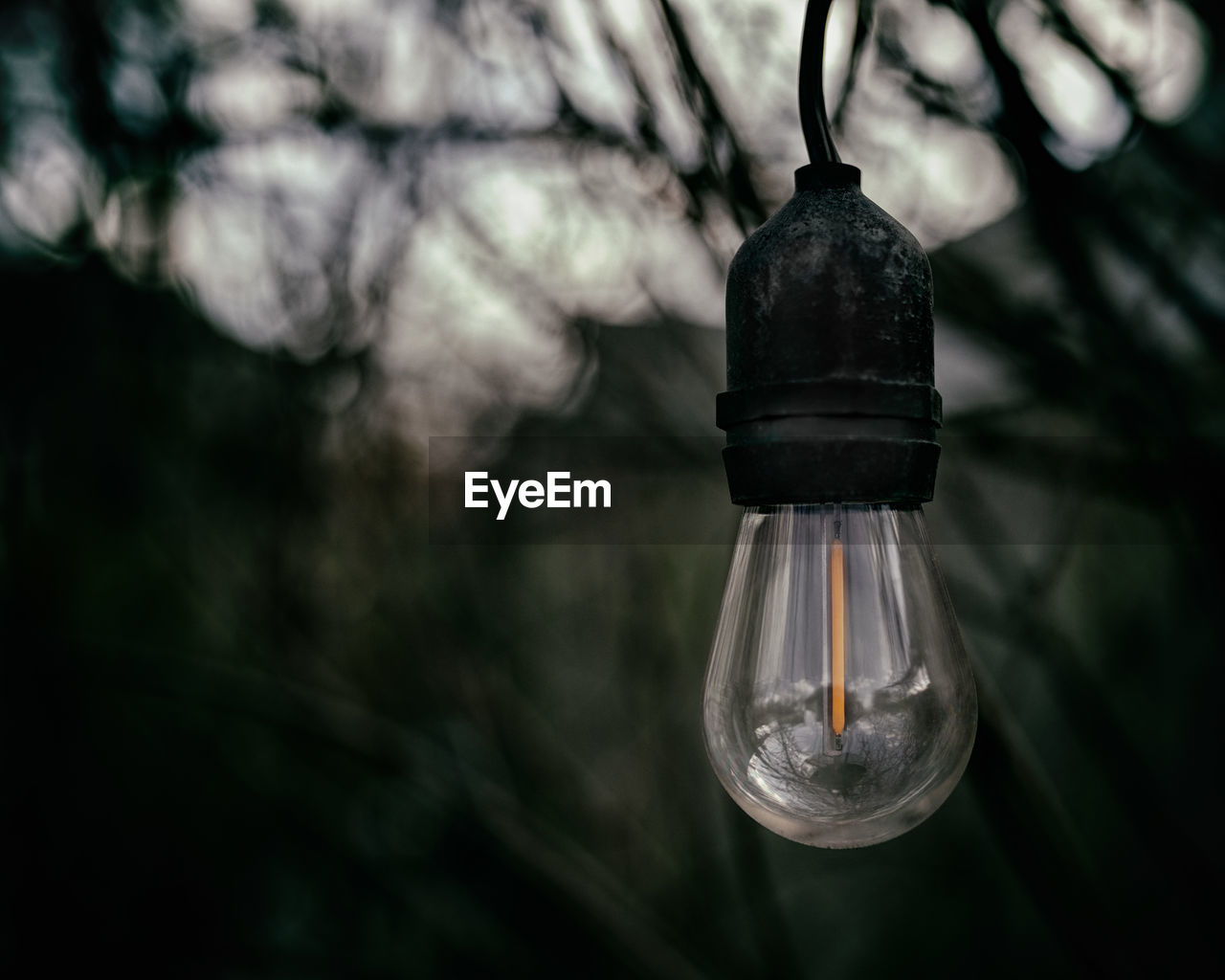 CLOSE-UP OF ILLUMINATED LIGHT BULB HANGING FROM TREE