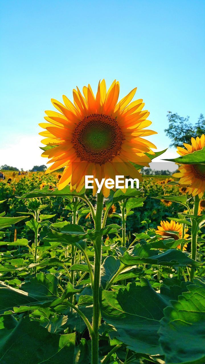 CLOSE-UP OF FRESH SUNFLOWER BLOOMING AGAINST CLEAR SKY