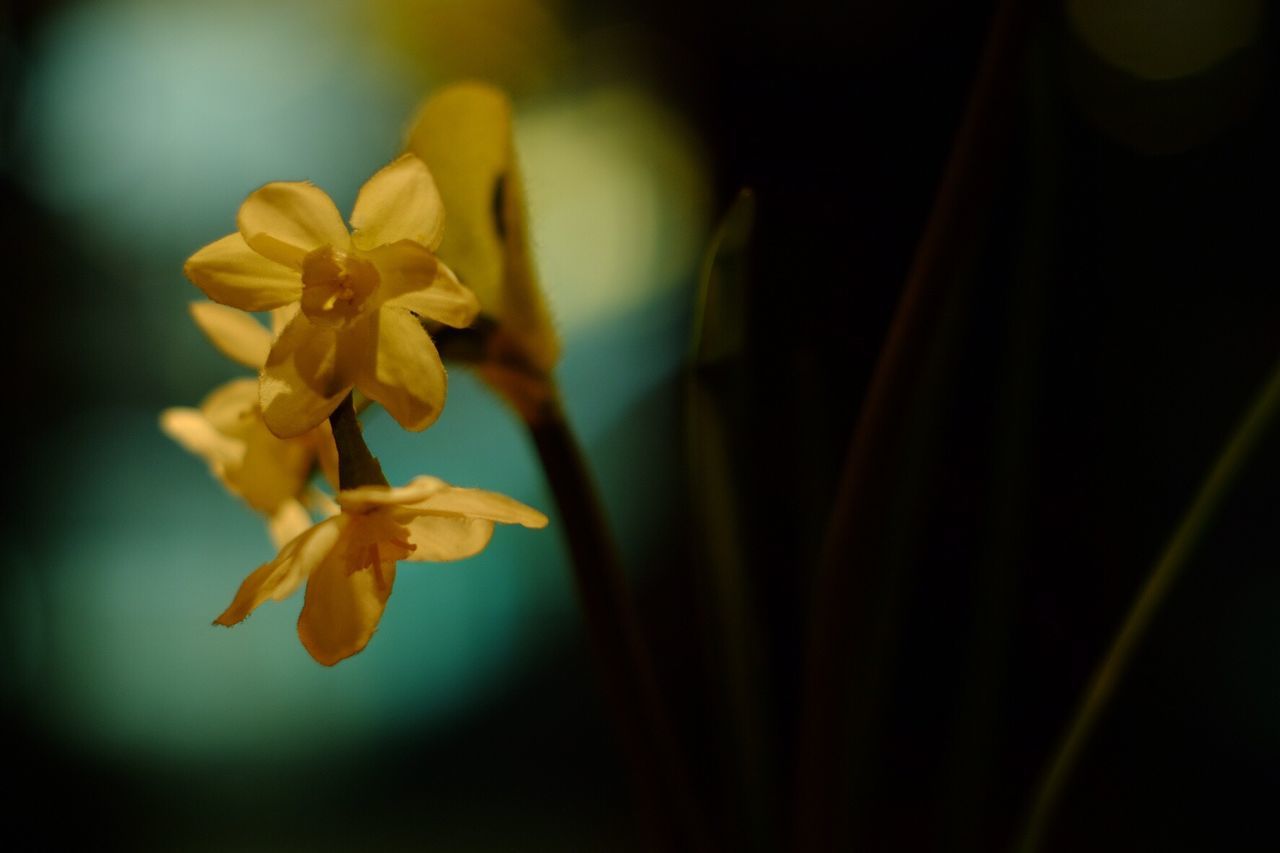 CLOSE-UP OF YELLOW FLOWER BLOOMING OUTDOORS