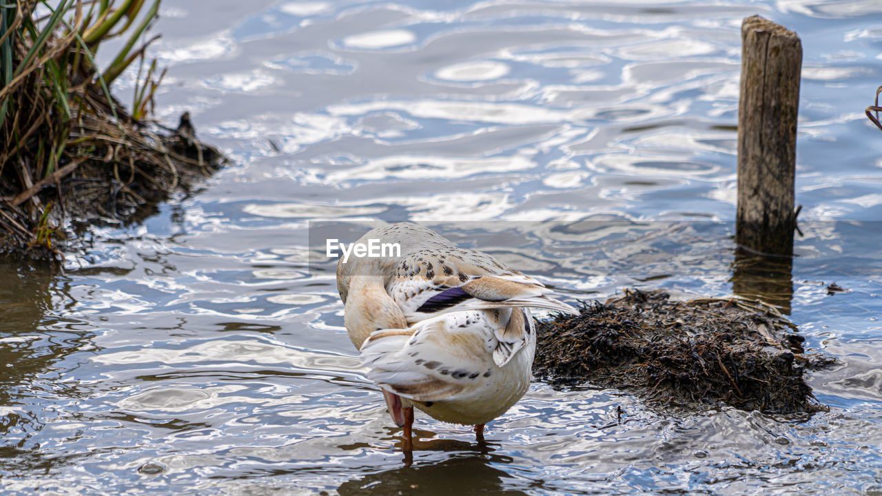 Leucistic mallard on lake preening black and white feathers rare bird