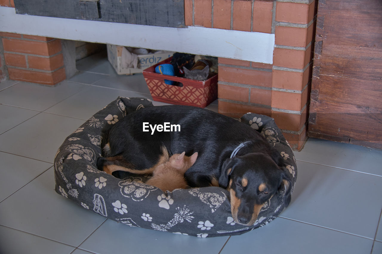 animal themes, animal, pet, one animal, domestic animals, mammal, canine, dog, relaxation, flooring, sleeping, indoors, no people, puppy, tile, resting, lying down, rottweiler, high angle view, tiled floor