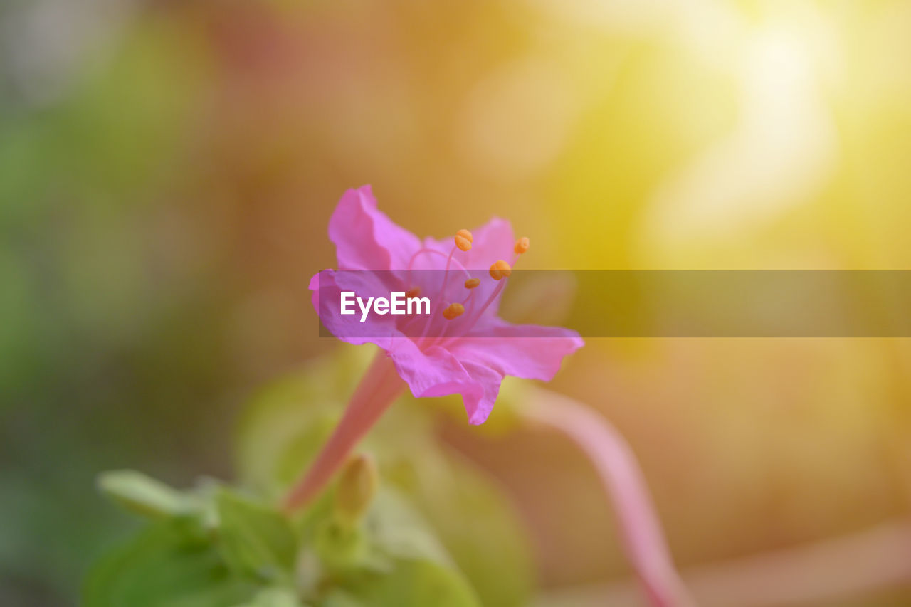 Close-up of pink flowering plant