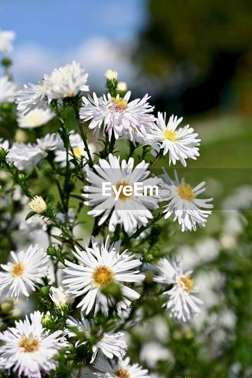 Close-up of white daisy flowers