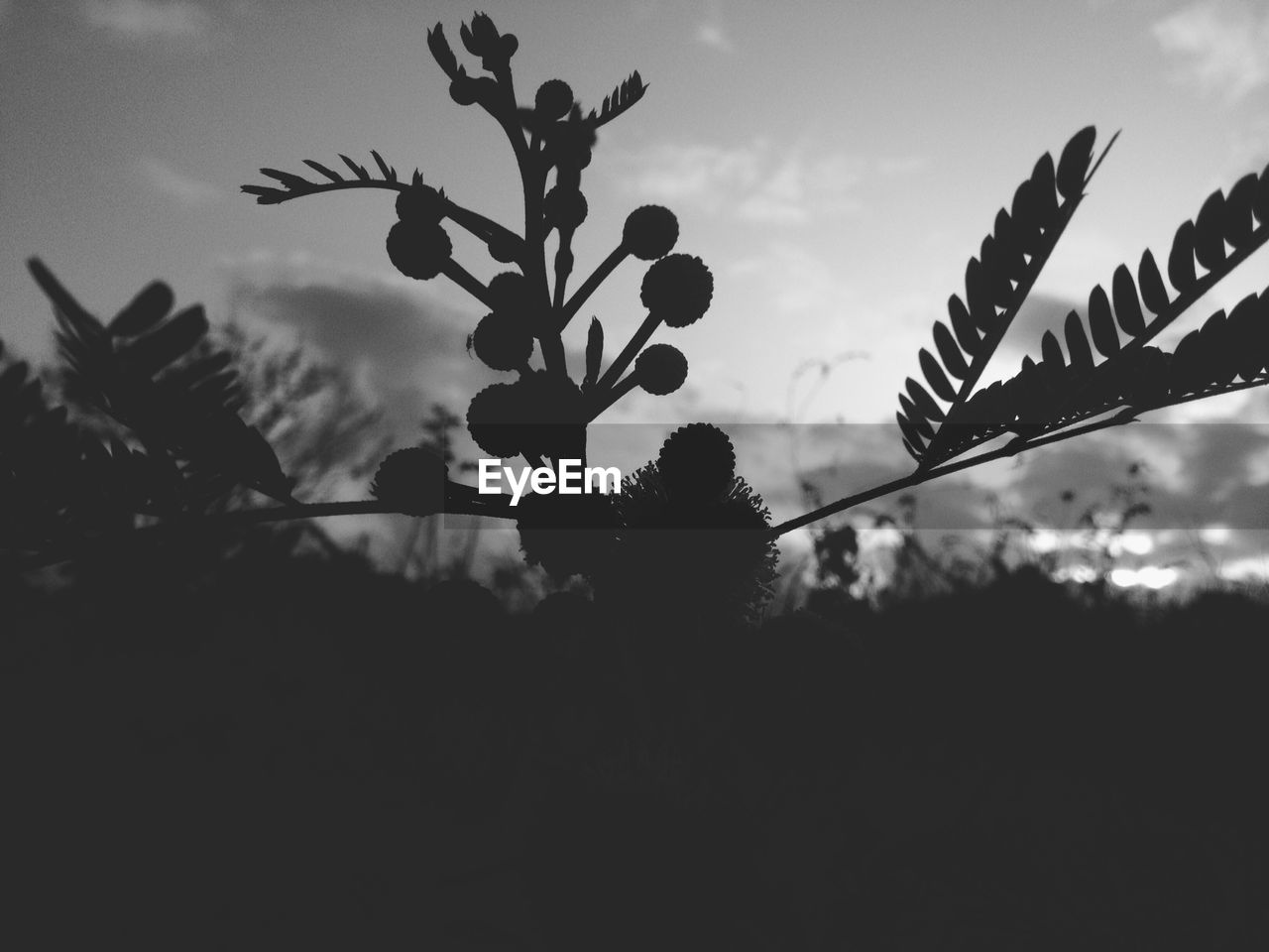 Close-up of silhouette flower against sky on field