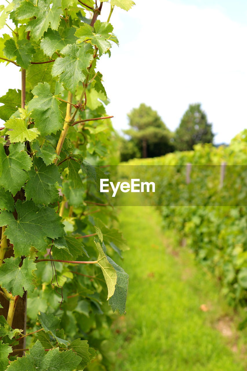 Close-up of grapes in vineyard