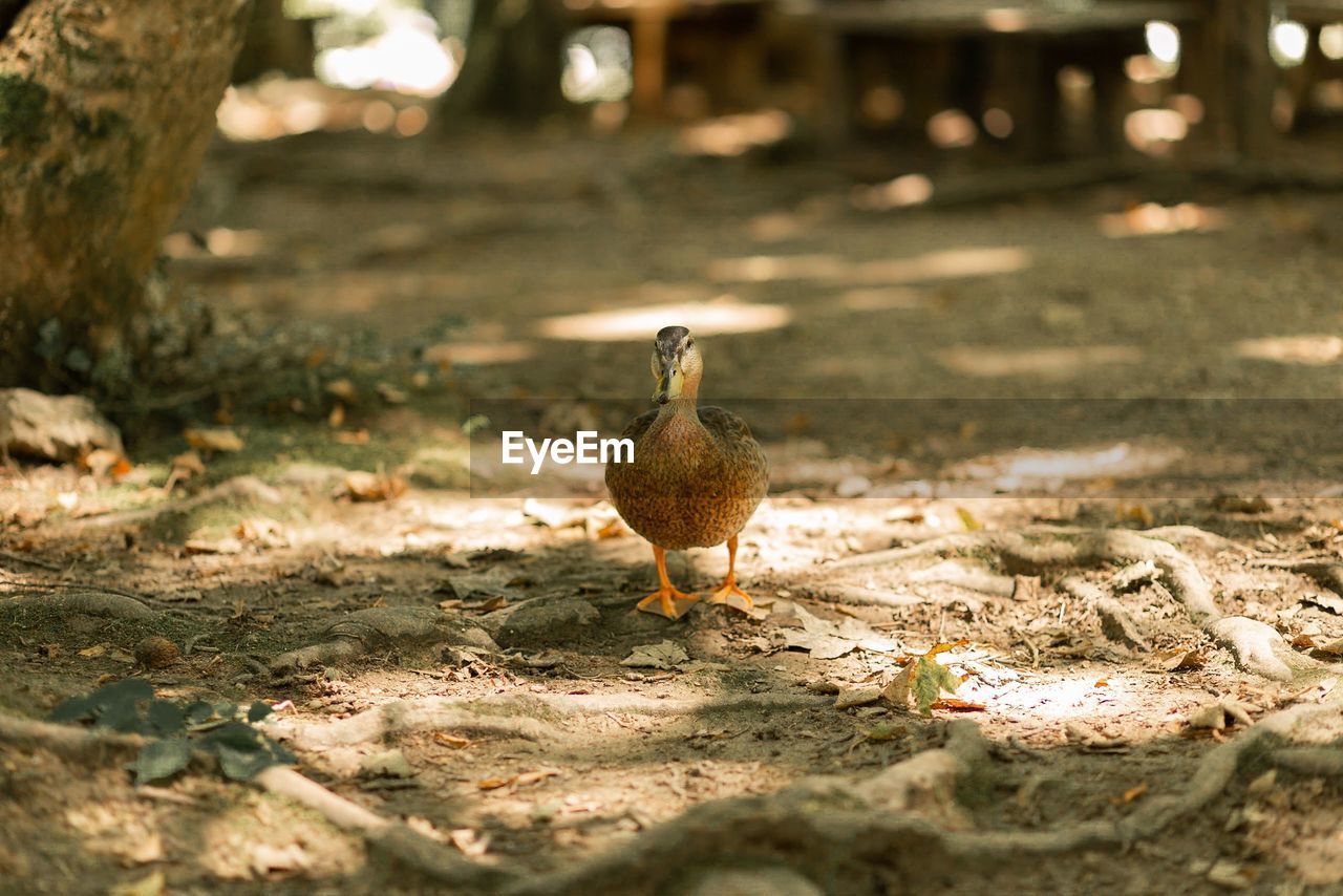 Bird perching on a field