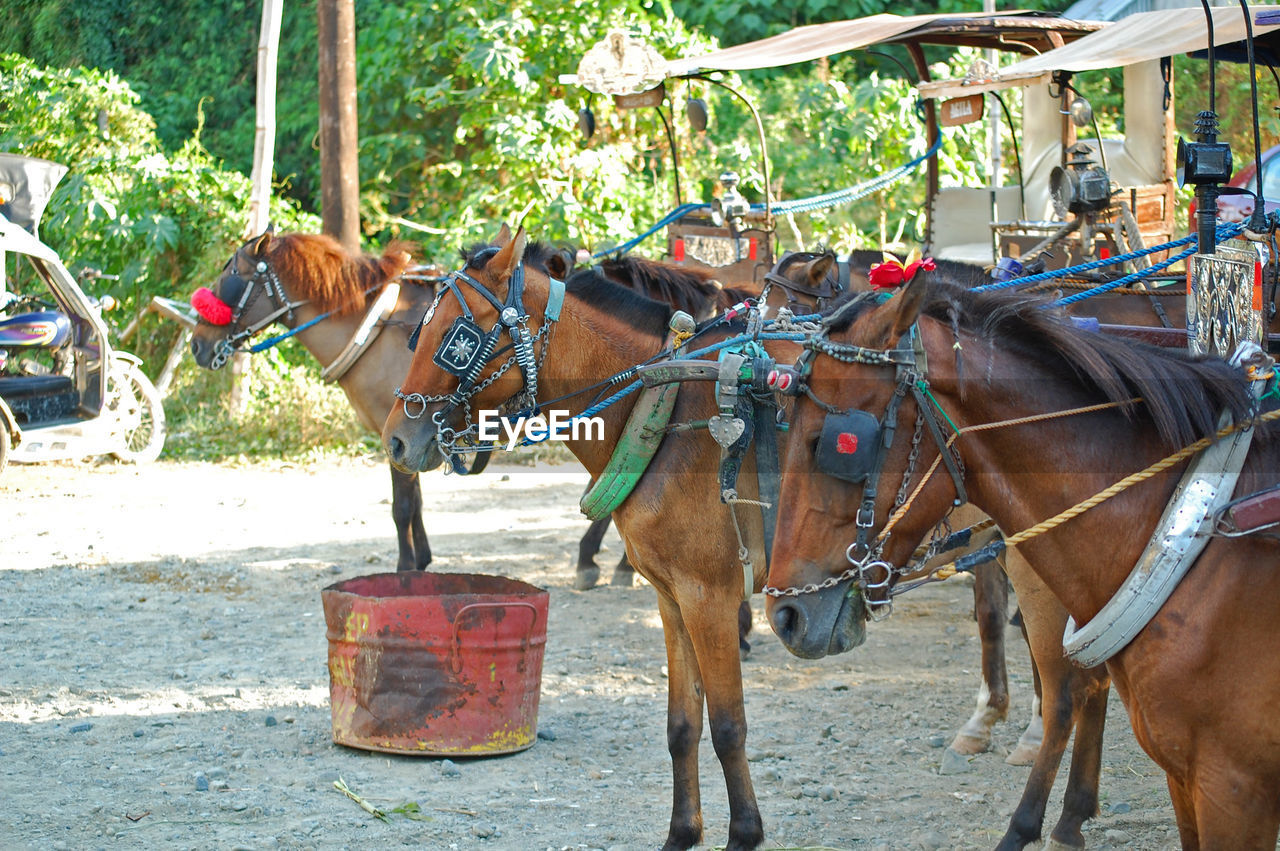 HORSES RIDING HORSE CART