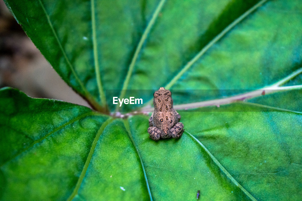 CLOSE-UP OF MOTH ON LEAF