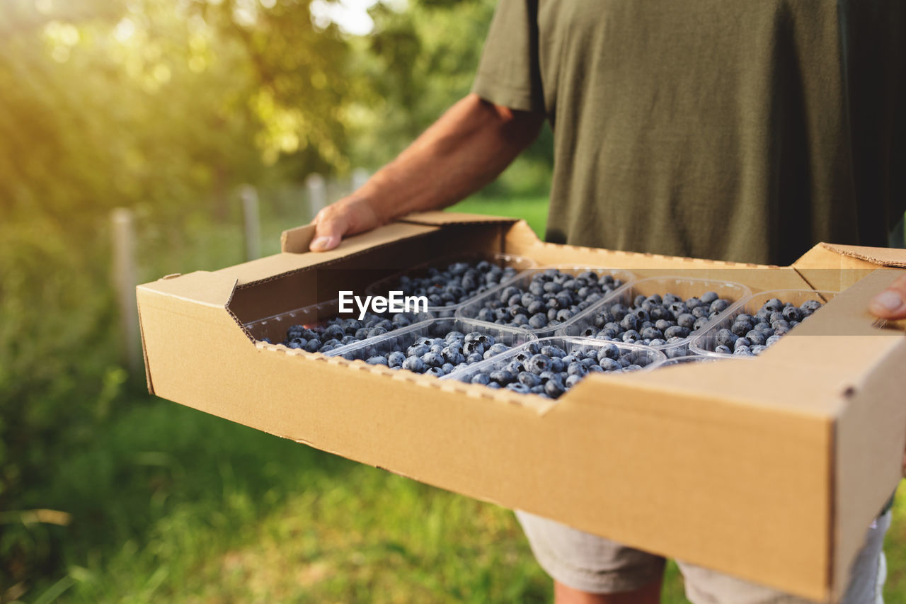 Senior man hands holding box with fresh cultivated blueberry. agriculture industry business