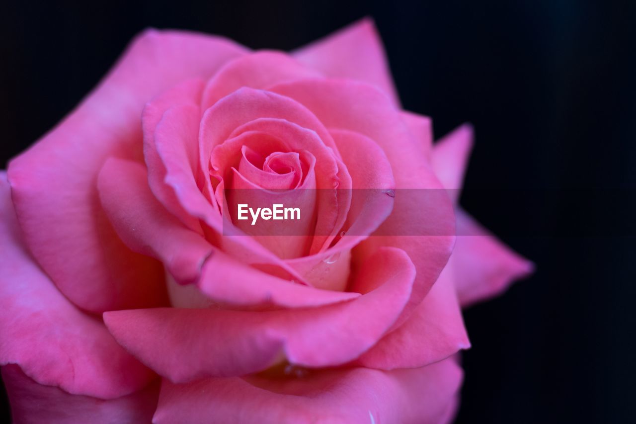 CLOSE-UP OF PINK ROSE OVER BLACK BACKGROUND