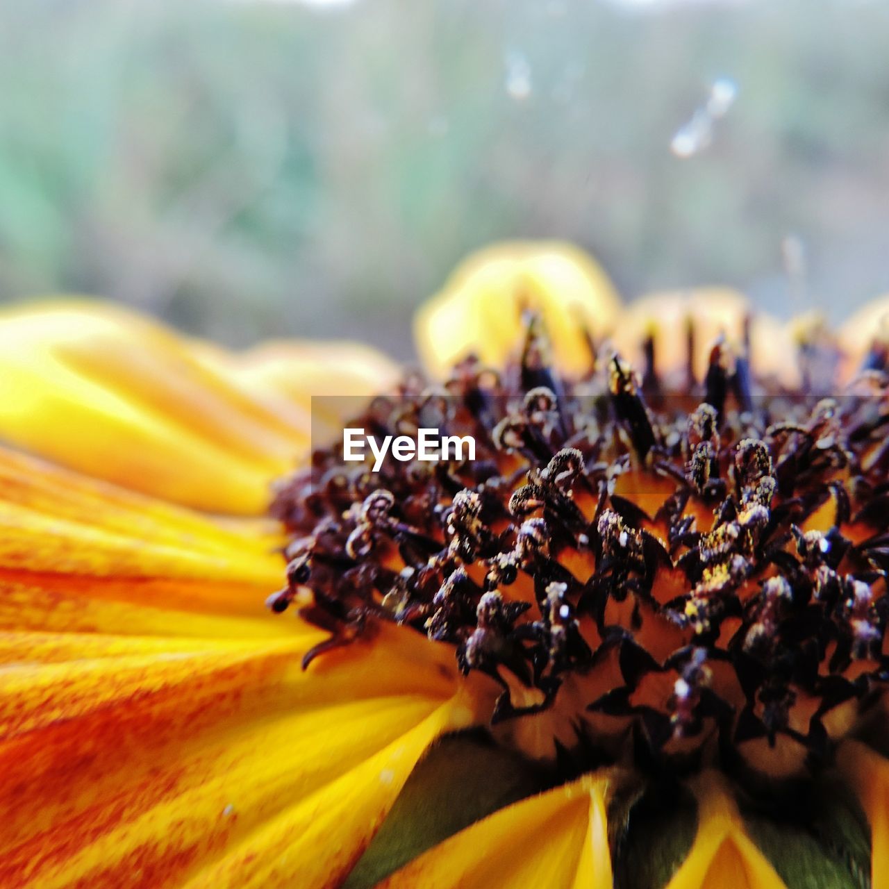 CLOSE-UP OF BEE ON YELLOW FLOWERING PLANT