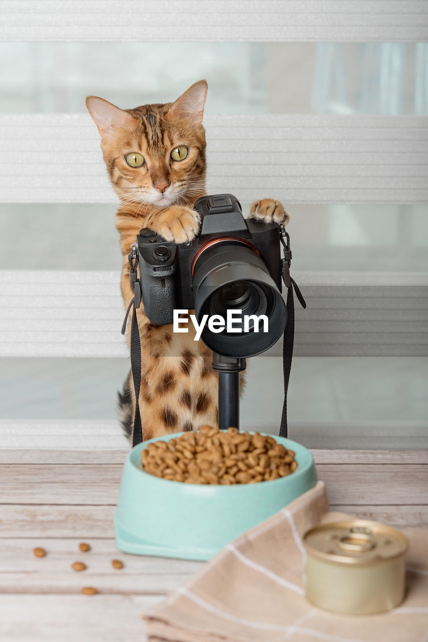 Domestic cat - food photographer photographs food on a slr camera.
