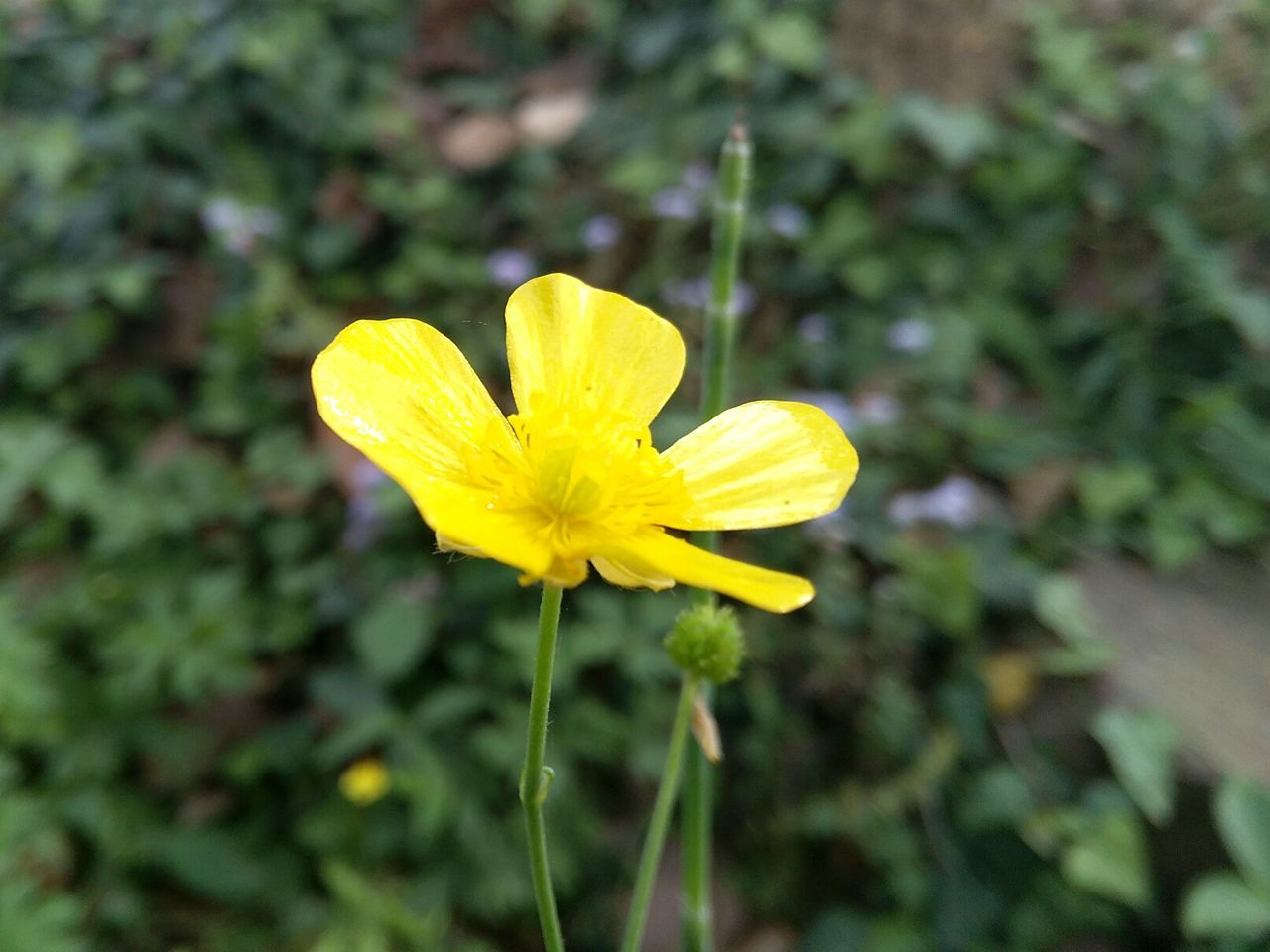 CLOSE-UP OF YELLOW FLOWERS BLOOMING OUTDOORS