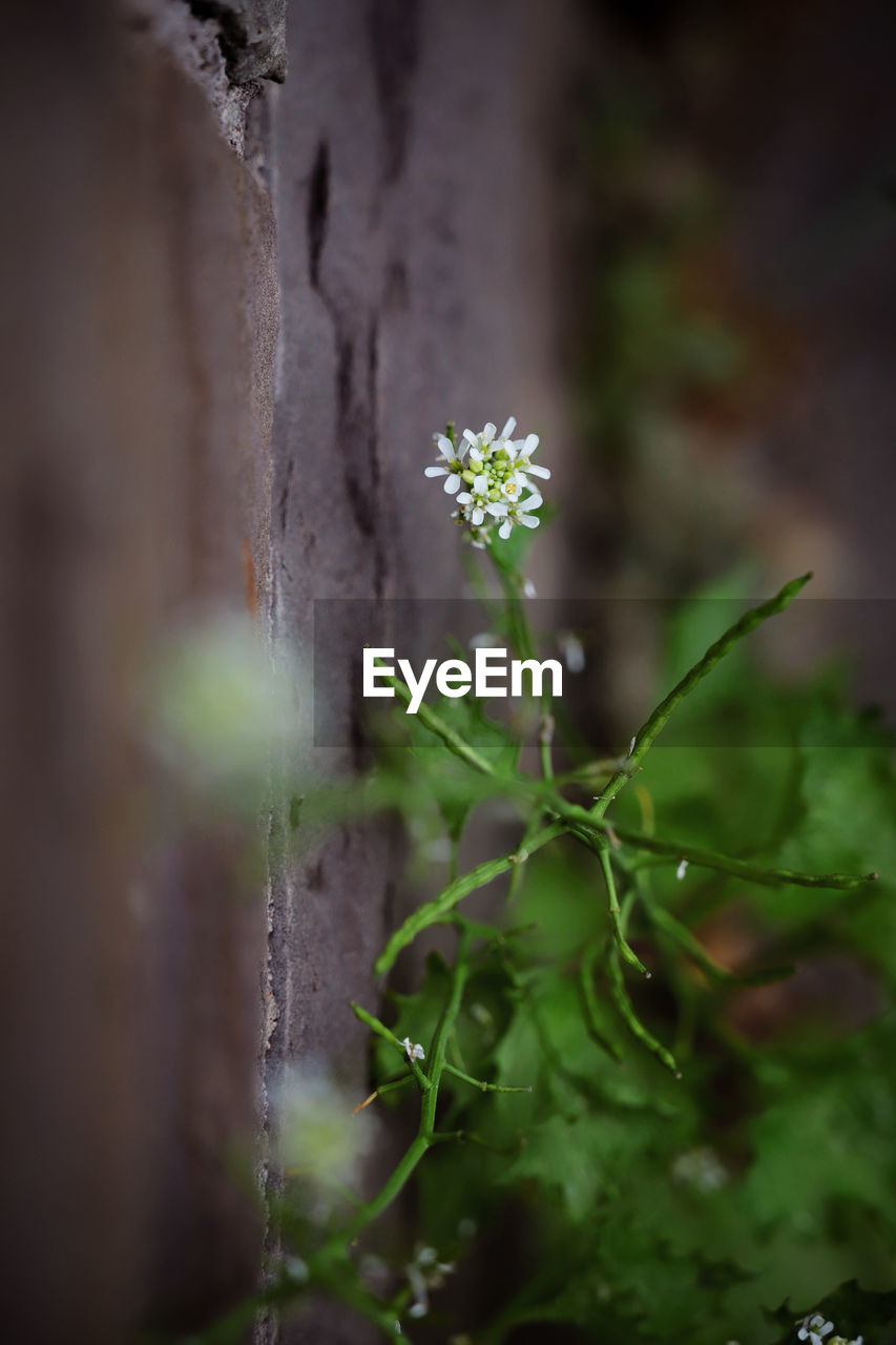 Beautiful Beautiful Nature Green Growing Growth Life Plant Plants Road Wall Wildflower Beauty In Nature Flowers Focus Garden Outdoors Selective Focus Strong Wildflowers Wonderful Nature