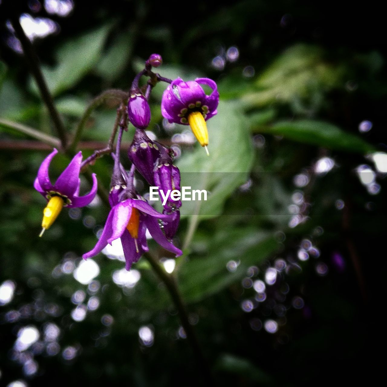 Close-up of purple flowers blooming outdoors