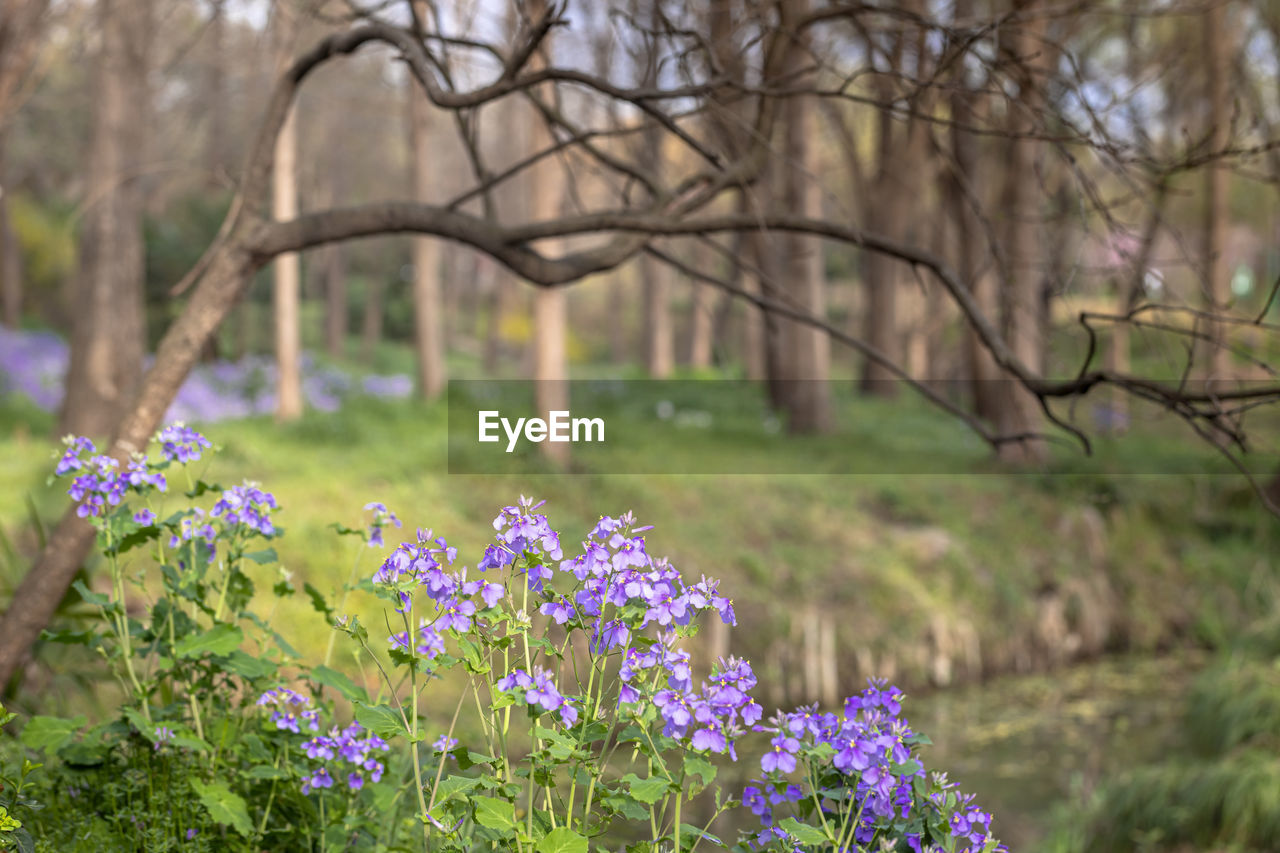 Close-up of purple flowering plants on field