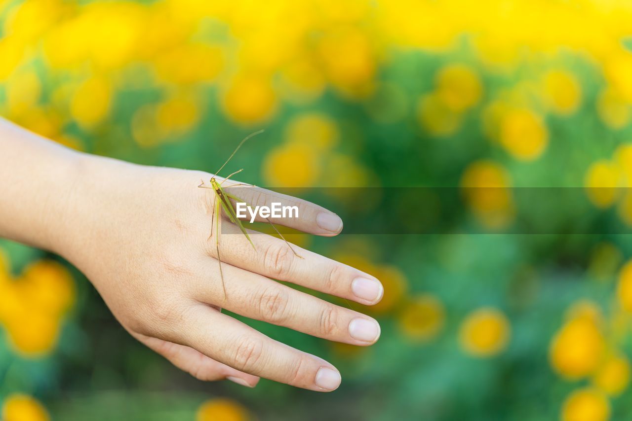 Close-up of insect on hand over marigold field