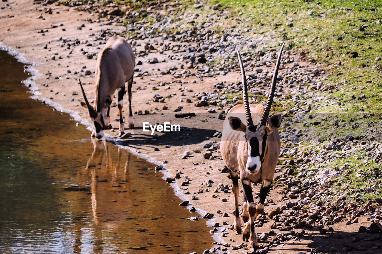 VIEW OF TWO DRINKING WATER FROM A LAKE