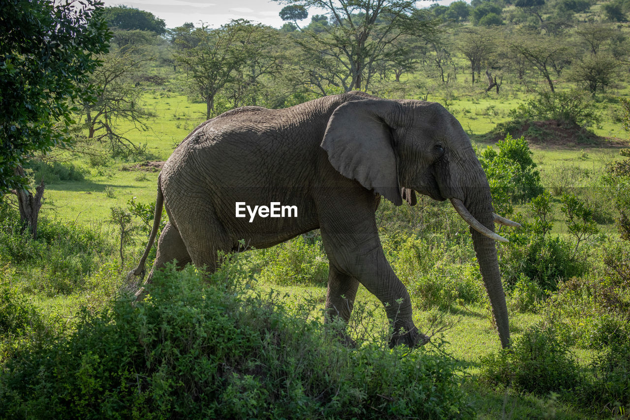 African bush elephant walks past leafy bushes