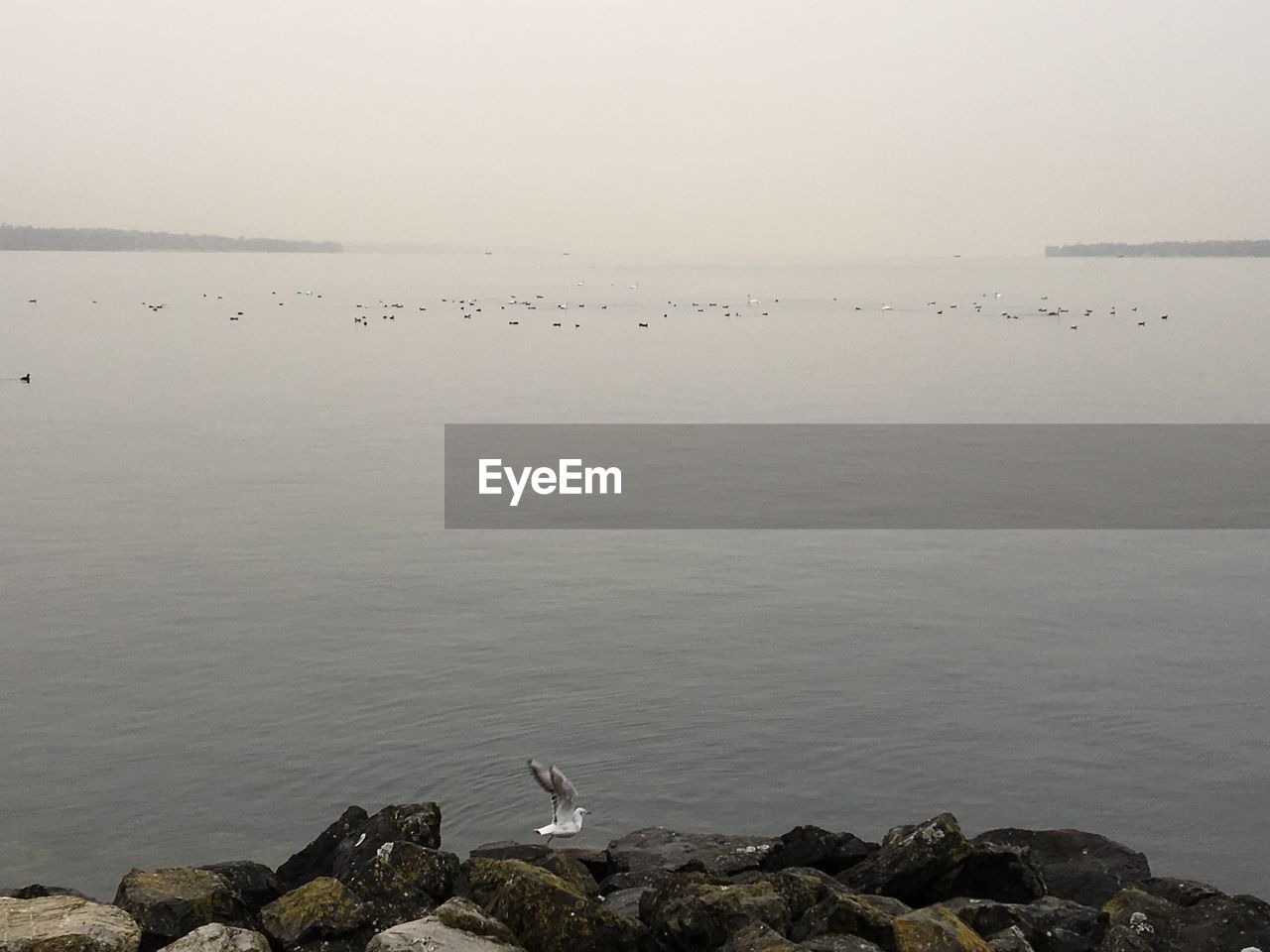 FLOCK OF SEAGULLS ON ROCK