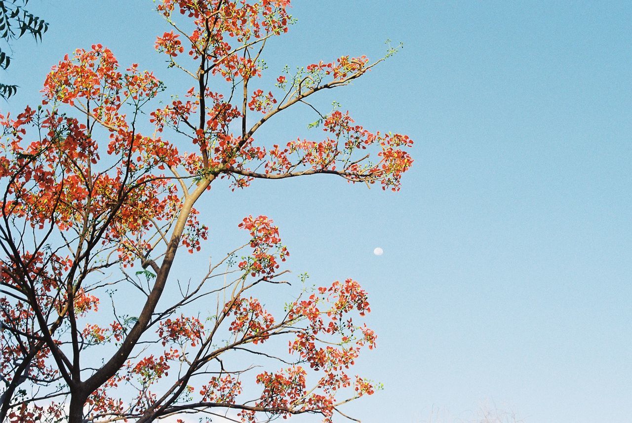 Low angle view of tree against clear sky