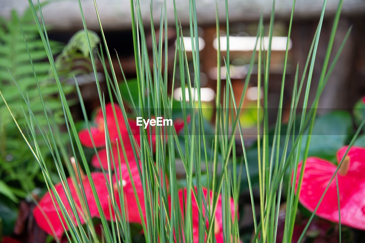 CLOSE-UP OF PINK FLOWERING PLANTS IN LAND