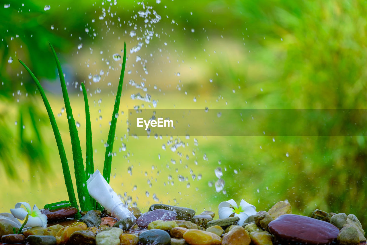 CLOSE-UP OF WET PLANTS GROWING ON FIELD