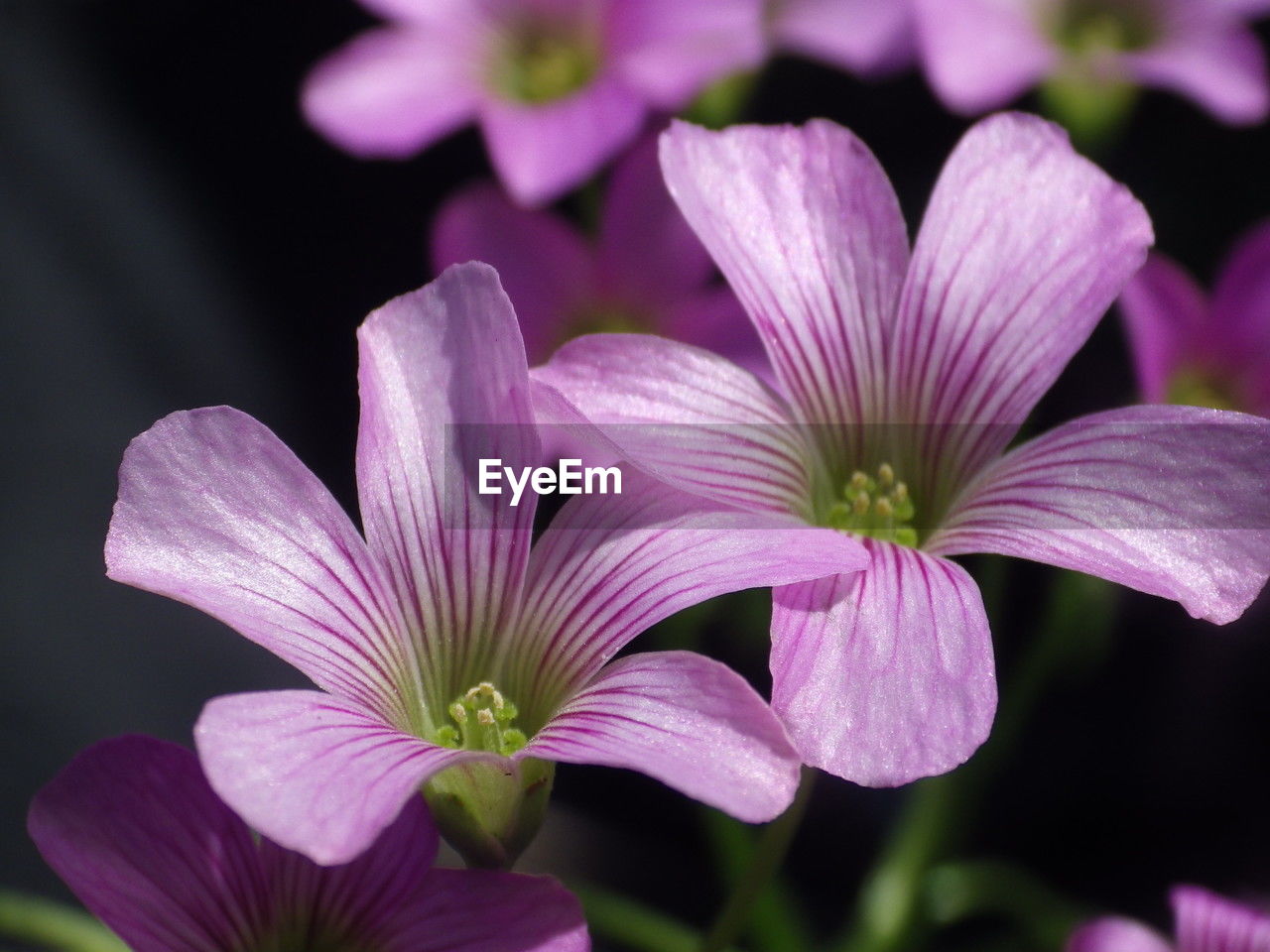 flower, flowering plant, plant, freshness, beauty in nature, close-up, petal, purple, inflorescence, flower head, nature, macro photography, fragility, pink, growth, no people, focus on foreground, blossom, pollen, botany, magenta, outdoors, springtime, food and drink, food