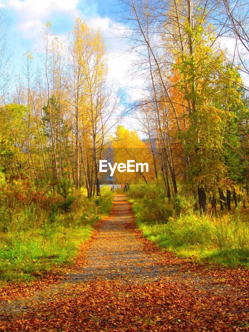 View of footpath amidst autumn trees