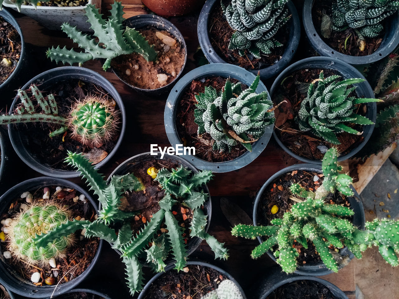 Directly above shot of succulent plant on flower pot