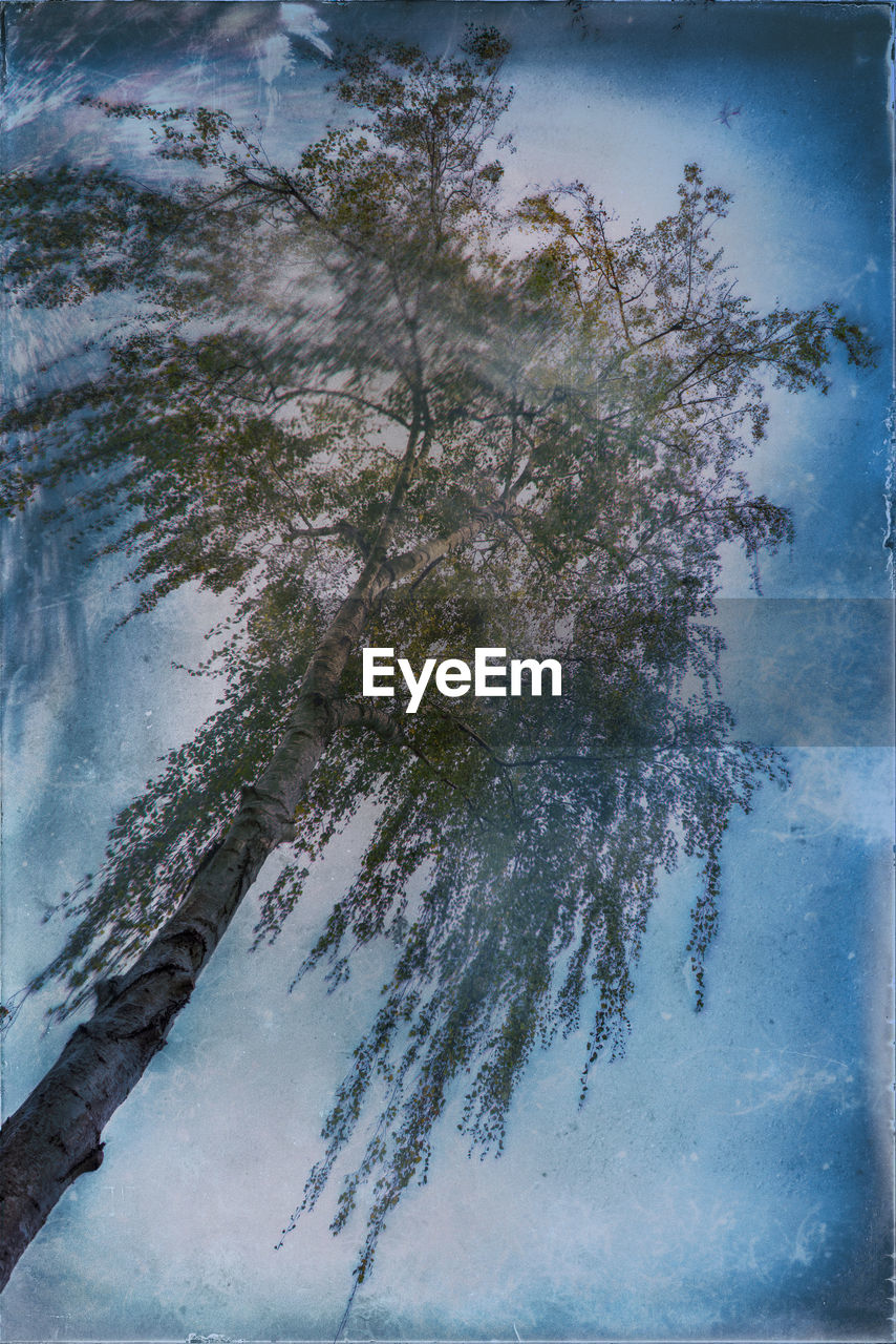 LOW ANGLE VIEW OF TREES ON SNOW COVERED LAND AGAINST SKY