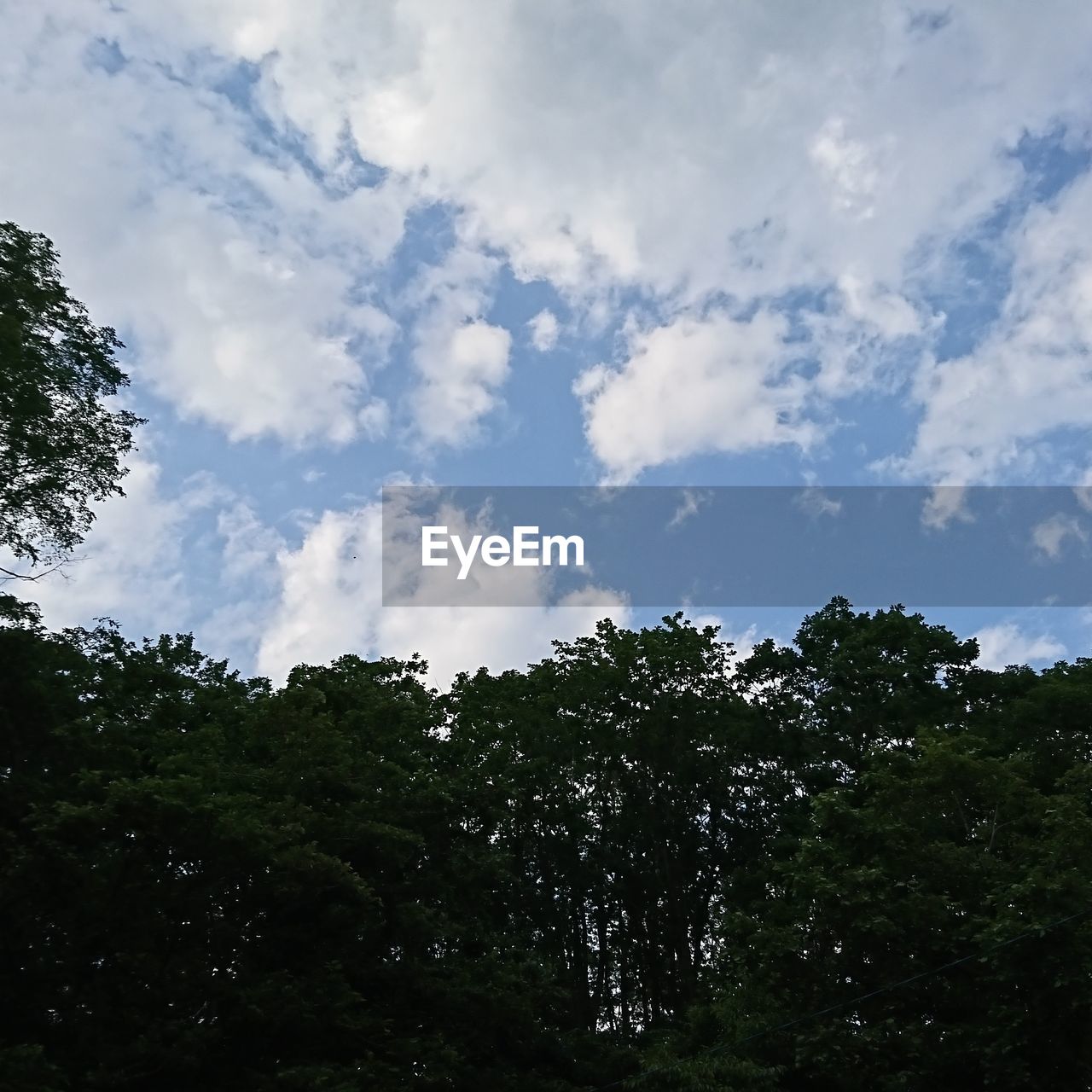 LOW ANGLE VIEW OF SILHOUETTE TREES ON LAND AGAINST SKY