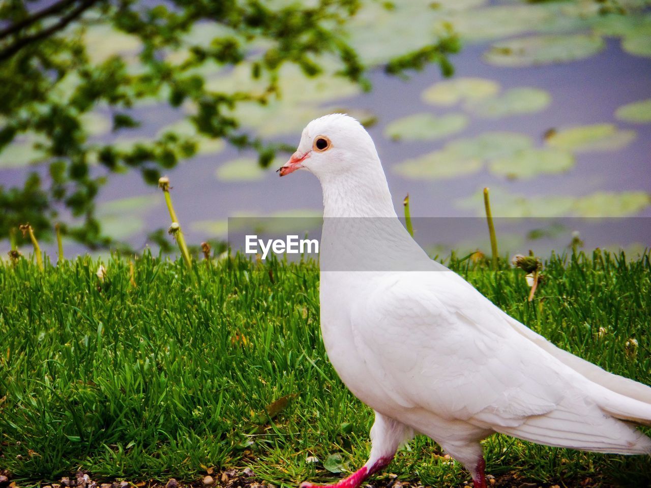 CLOSE-UP OF SEAGULL PERCHING ON GRASS