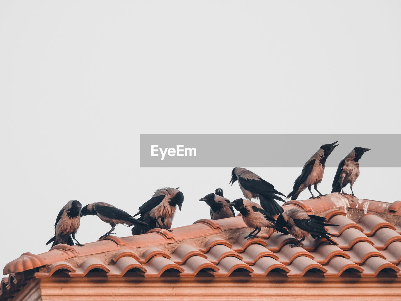 LOW ANGLE VIEW OF BIRDS PERCHING ON ROOF