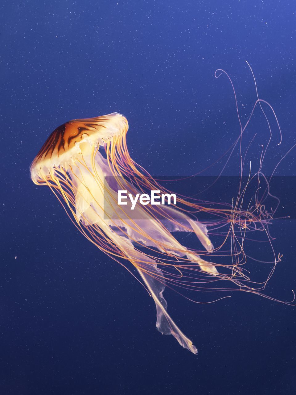 View of lions mane jellyfish swimming in sea