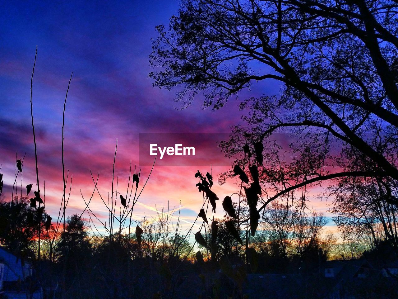 SILHOUETTE TREES AGAINST SKY AT SUNSET