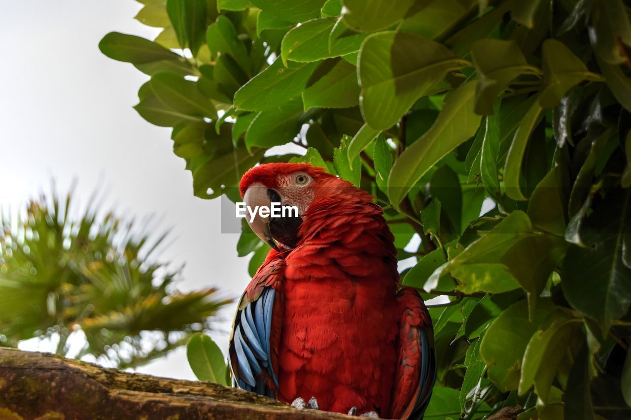 Low angle view of scarlet macaw perching on tree