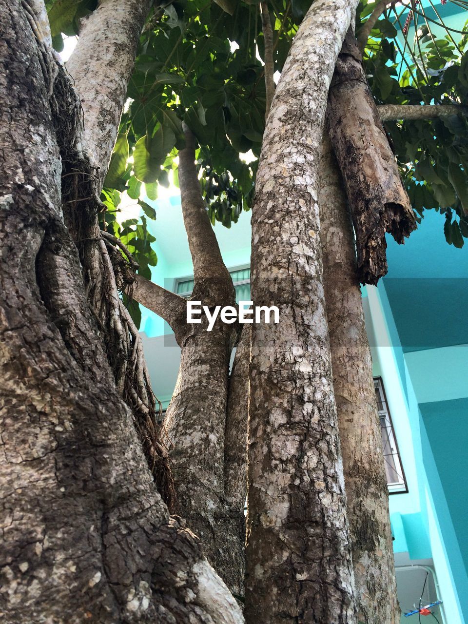 LOW ANGLE VIEW OF TREES