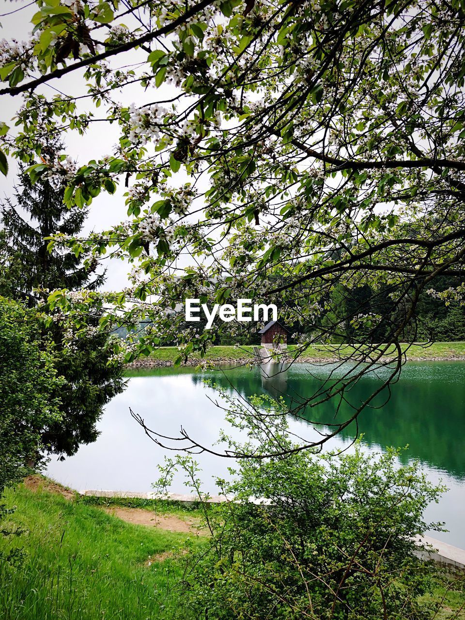 TREES AND PLANTS IN LAKE