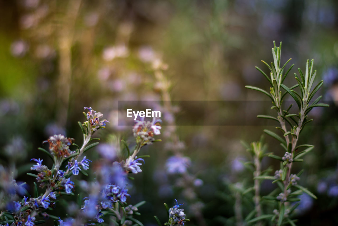 Close-up of purple flowering plants on field