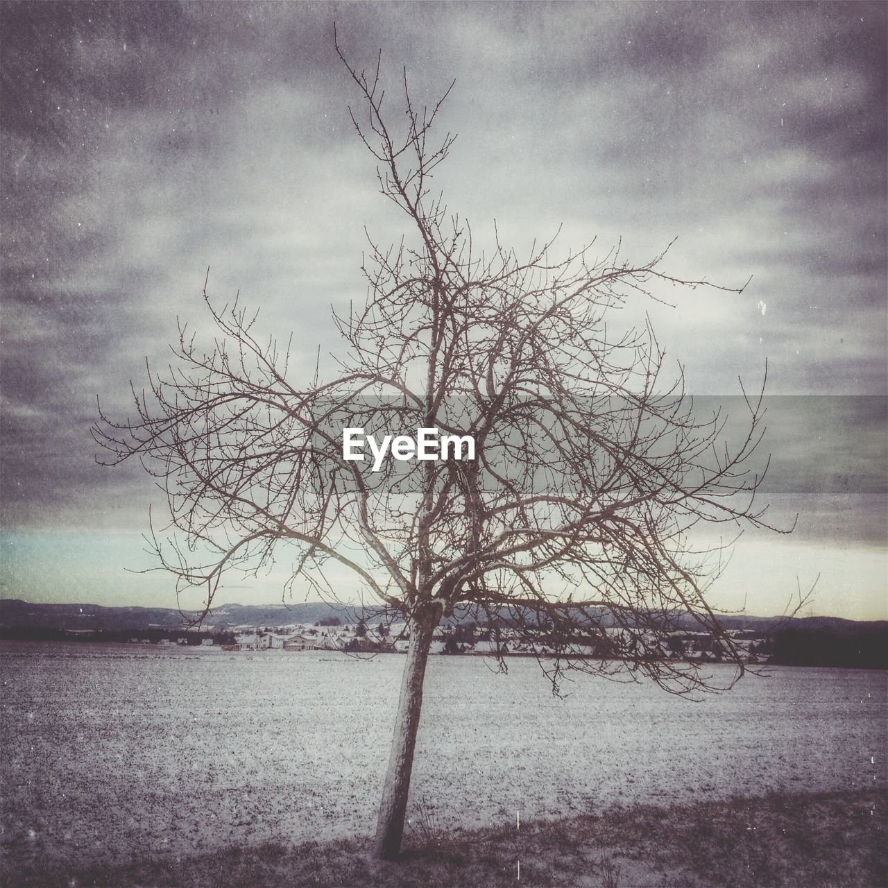 Bare tree on field against sky at dusk