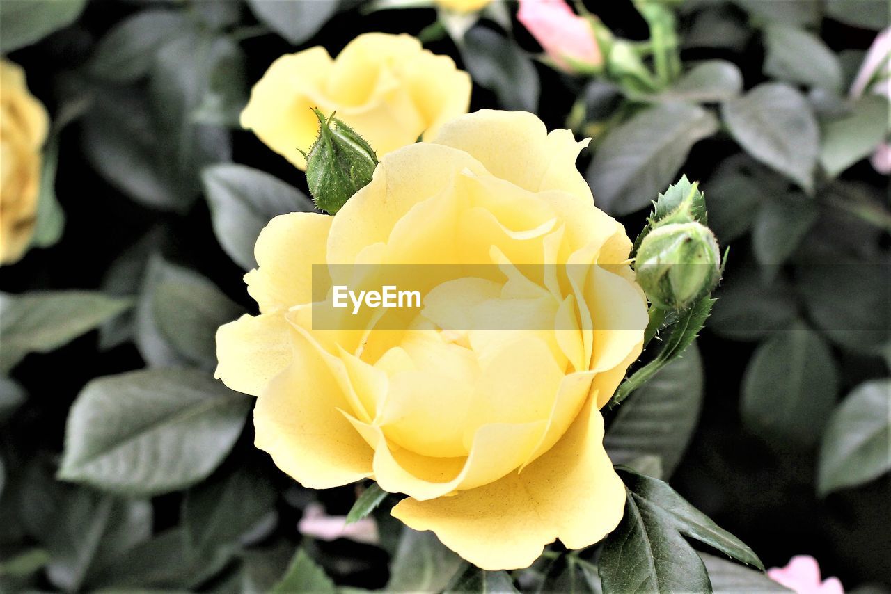 CLOSE-UP OF YELLOW ROSE BLOOMING