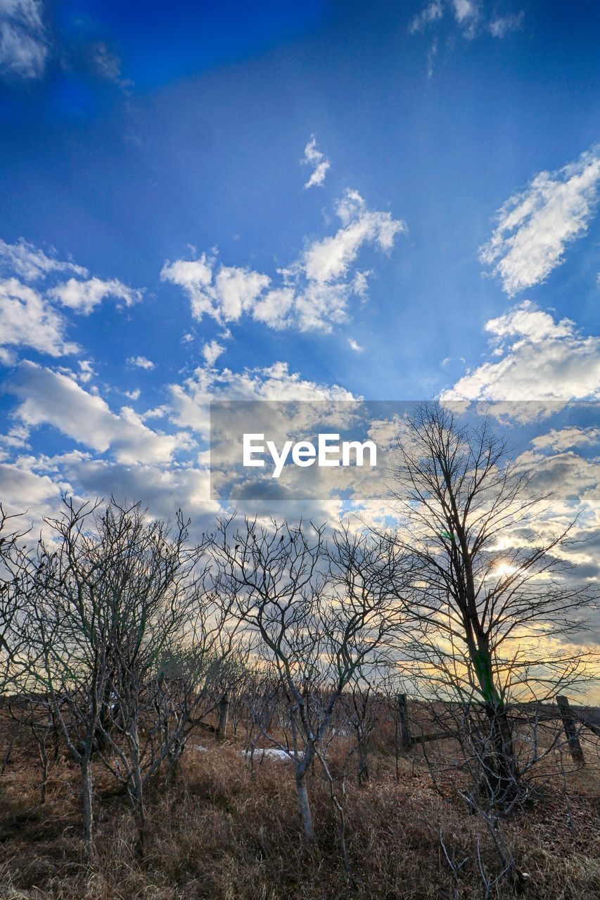 BARE TREE AGAINST SKY